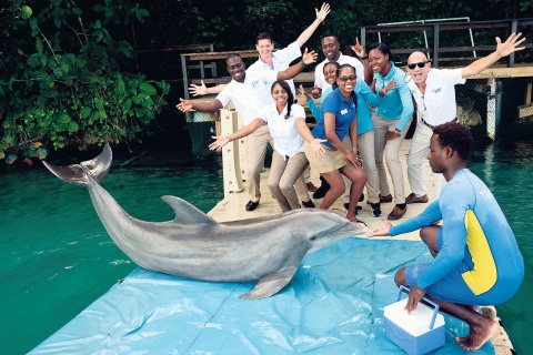 dolphin cove jamaica sharks